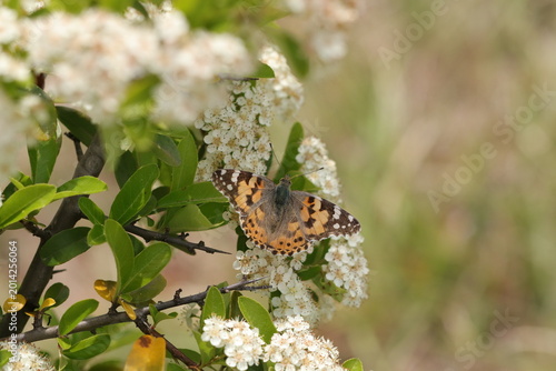Photos una farfalla vanessa cardui in primavera su un fiore