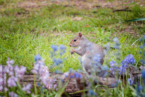 squirrel on the grassland. sunny spring afternoon, near the Thames River, United Kingdom