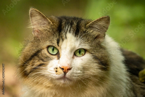 Foto ritratto di gatto randagio ripreso in un bosco simile ad gatto di razza siberian