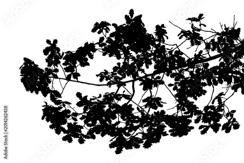 Photos A black and white photograph of an oak branch in a natural forest