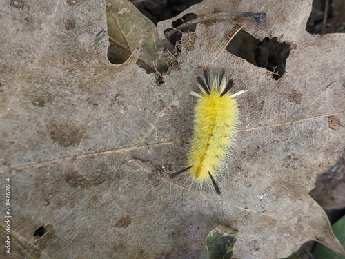 A macro shot of a bright yellow American Dagger Moth caterpillar. It features long black hair pencils and thick yellow bristles on a brown oak leaf.