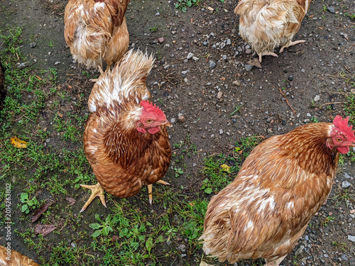 A high-angle shot of several brown chickens foraging on damp ground. Their feathers appear wet and ruffled as they stand on a mix of mud, gravel, and grass.