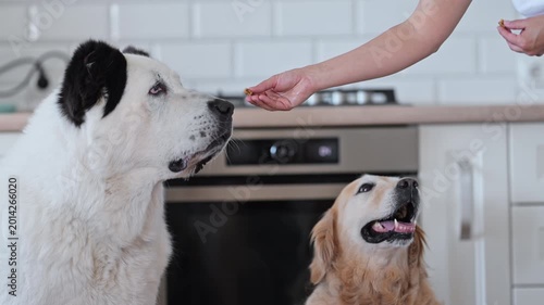 Woman feeding Alabai and Golden Retriever with dry food in modern kitchen, 4K lifestyle