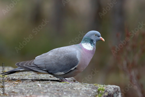 Photography Wood pigeon