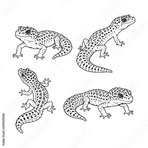 Foto Collection of spotted leopard geckos in different poses isolated illustration for herpetology wildlife study