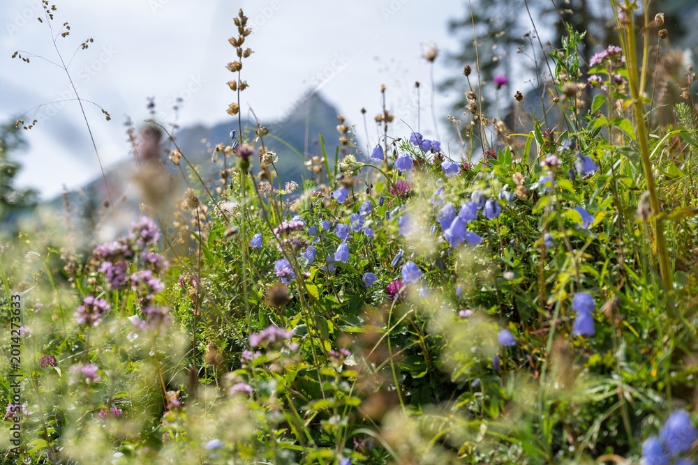 Fototapeta premium Vibrant Blue Harebell Bellflowers and Wildflowers blooming on Alpine Mountain Meadow, Beautiful Close Up Landscape of Colorful Herbs and Flora with Soft Bokeh in the Alps in Summer