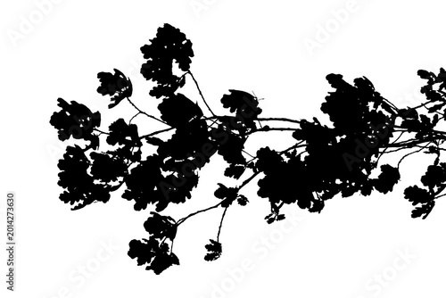 Konstfotografi A black and white photograph of an oak branch in a natural forest