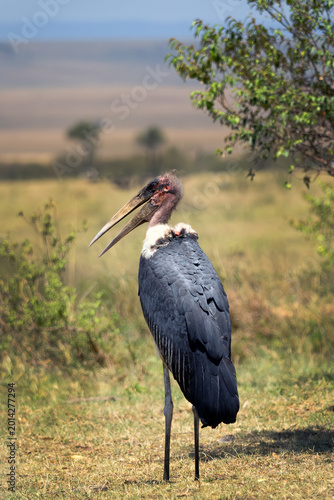 The Marabou Stork (Leptoptilos crumenifer) standing in the bush.