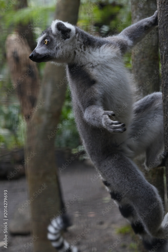 Fototapeta premium Ring Tailed Lemur Portrait in Natural Habitat