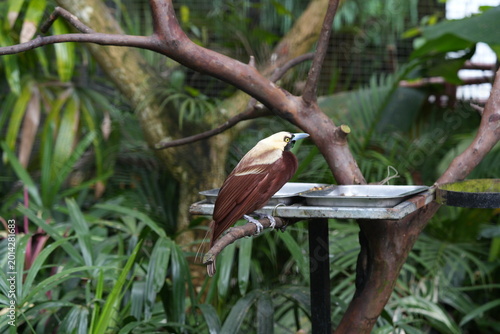 Bild auf Leinwand Golden Headed Manakin Bird of Paradise in Captivity