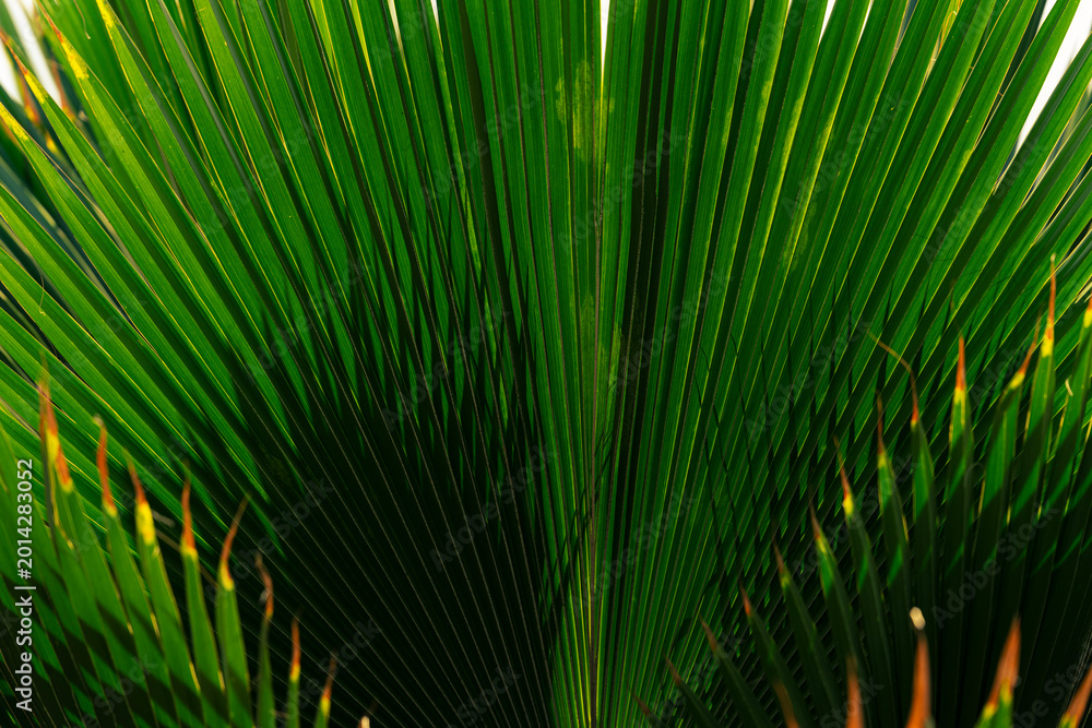 Fototapeta premium Tropical palm leaf texture, Sunlight shining through green foliage in rainforest