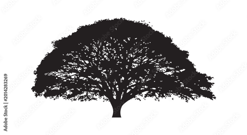 Fototapeta premium Silhouette of grand ancient tree with wide spreading branches and dense leaves isolated on white background for design.