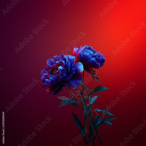 A blue peony close-up neon lights on a dark red background