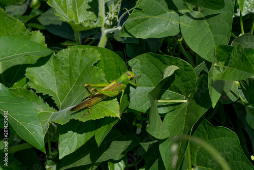 Bild auf Leinwand Large Green Grasshopper Feeding on Lush Foliage in Tropical Garden Environment