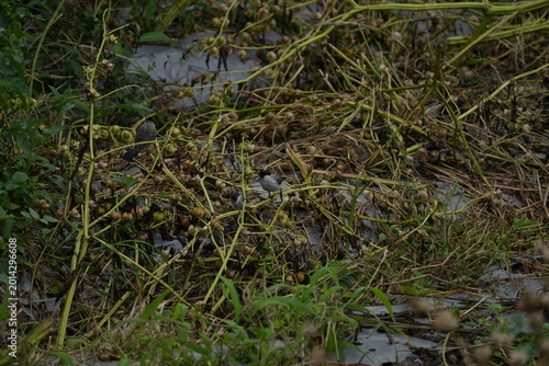 Photography Birds amid Physalis plants and foliage ground level view