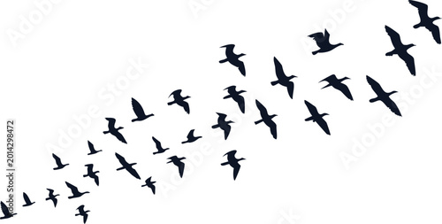 Photos Flying birds silhouette flock in minimalist wildlife and freedom inspired design