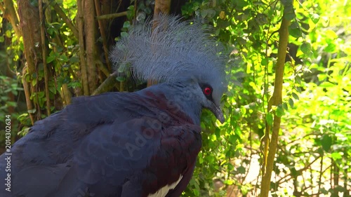 Bird Victoria crowned pigeon darts through lush green leaves