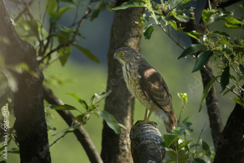 Foto Besra perched on tree branch in Janjehli, Himachal Pradesh, India