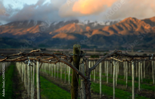 ACONCAGUA VALLEY, CHILE – Vineyard rows stretch toward snow-capped Andes mountains in Chile's Aconcagua Valley, one of the country's premier wine-producing regions known for bold red varietals.