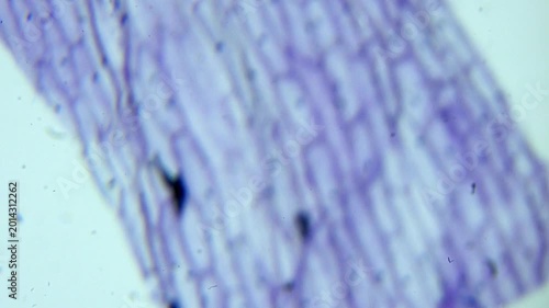 Microscopic View of Onion Epidermis Cells with Nuclei Stained
