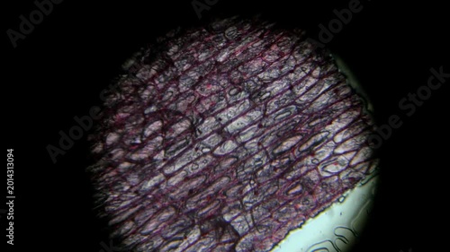 Microscopic View of Onion Bulb Epidermis Cells under Laboratory Microscope