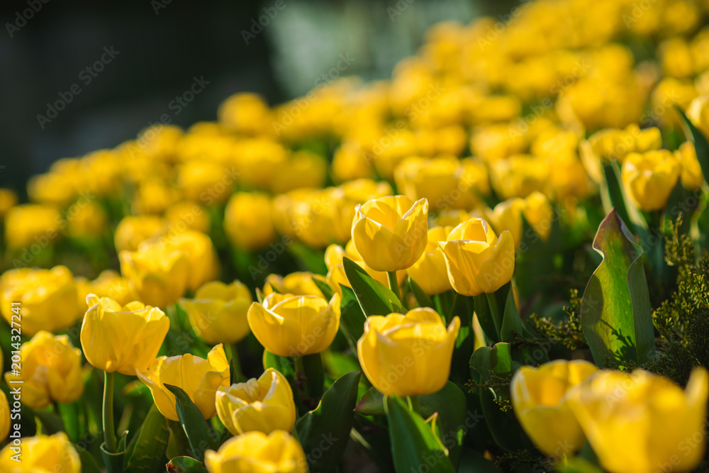 Obraz premium Close up of blooming yellow tulips illuminated by warm sunlight during spring. Bright floral background with shallow depth of field and soft bokeh.