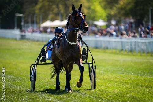 Front view of harness racing horse pulling sulky, driver behind, sharp focus with shallow depth of field on sunny day