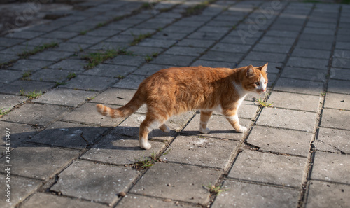 Fotografia An orange tabby cat walks on a stone pavement