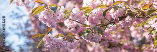 Foto Cherry blossom branches with pink flowers against a blue sky