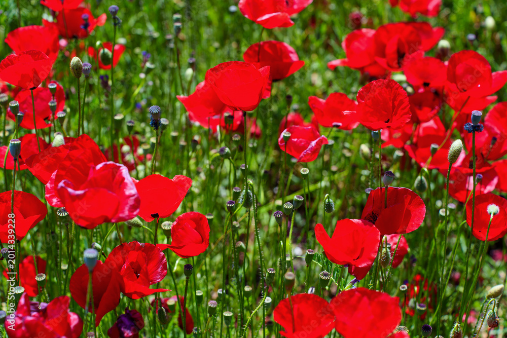 Obraz premium Red Poppies Blooming in Wildflower Field
