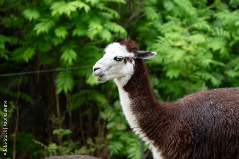 Fototapeta premium Llama Portrait with Lush Green Background