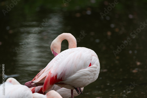 фотографія Preening Flamingo