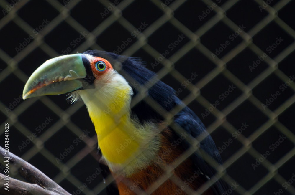 Fototapeta premium Close-Up Portrait of a Channel-Billed Toucan Against Dark Backgr