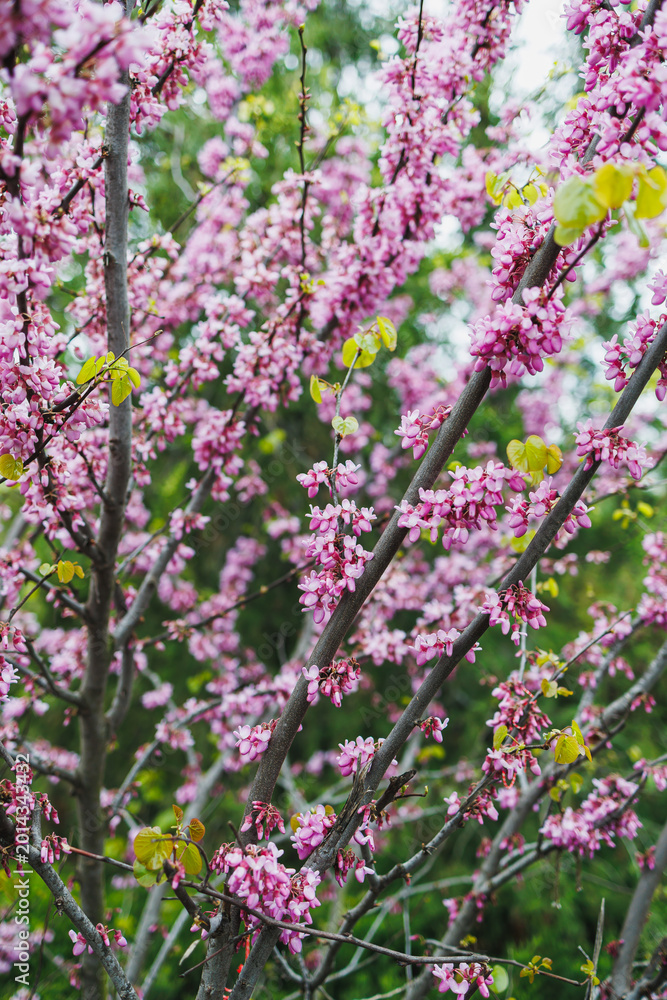 Obraz premium Bright pink blossoms bloom on trees in a garden during spring season showcasing nature's vibrant colors and the renewal of life