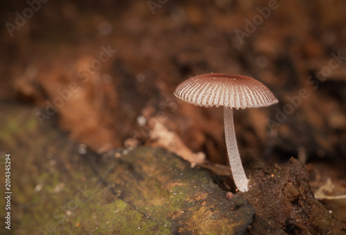 Foto Hongos