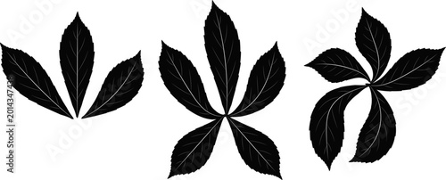 Tableau sur toile Horse chestnut leaves silhouette, perfect for nature themed icons and botanical art