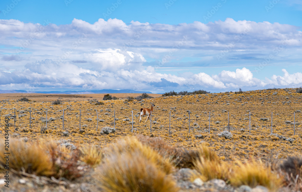 Fototapeta premium Wild guanaco standing in the vast Patagonian steppe under a cloudy blue sky in Argentina