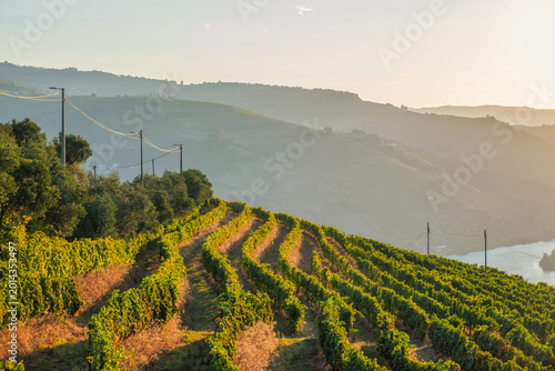 Douro river vineyard rows in golden sunrise light, with terraced vines, utility poles, hazy hills and a partial water view in Portugal.