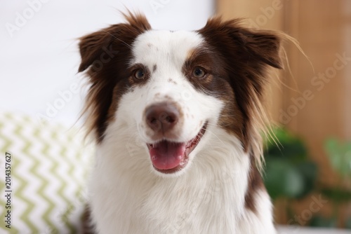 Foto Portrait of cute Border Collie dog at home