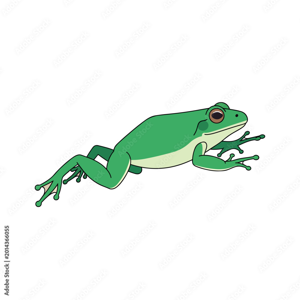 Fototapeta premium Green Frog Amphibian Side View.