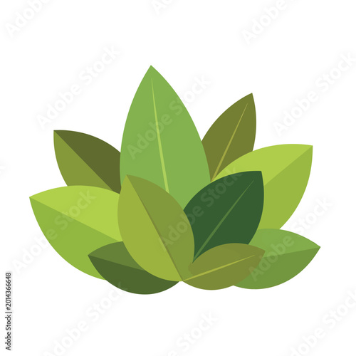 Fotografie Green leaves bunch illustration graphic.