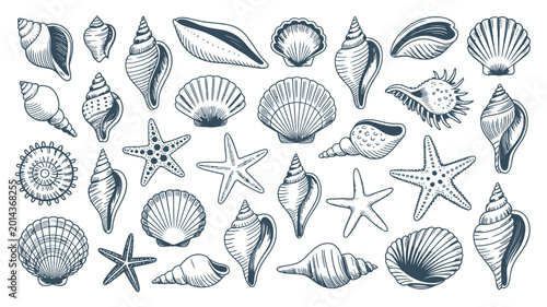 Fotografía Seashell vector set with hand drawn illustrations, detailed marine shell collect