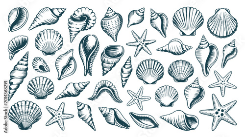 Cuadro en lienzo Seashells vector set with hand drawn illustrations, detailed marine shell collec
