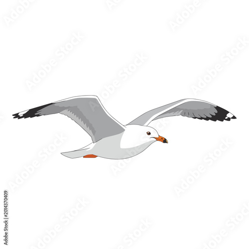 Tableau sur toile Seagull flying in the air freely.