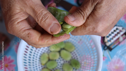 Fotografía Hands shelling fresh fava beans from green pod close-up