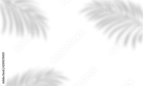 Feathers floating on white background with soft shadows