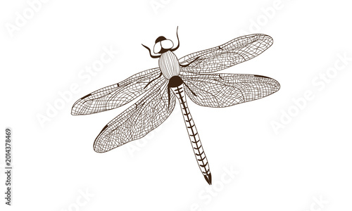 Dragonfly with transparent wings isolated on white background