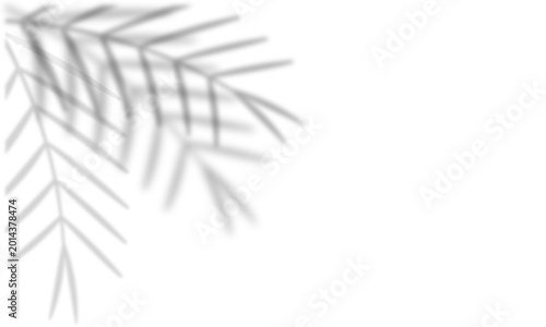 Pine needles isolated on white background