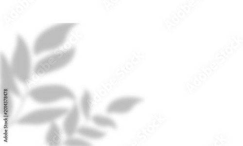Minimalist eucalyptus leaves on white background