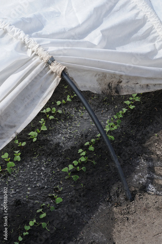 Pepper seedlings growing in a greenhouse under a white cloth.